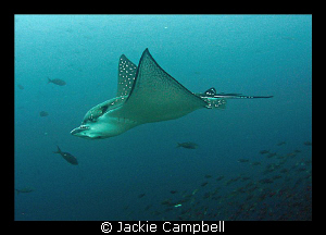 Eagle ray at Darwin Arch, Galapagos.....canon ixus 700, mwb by Jackie Campbell 
